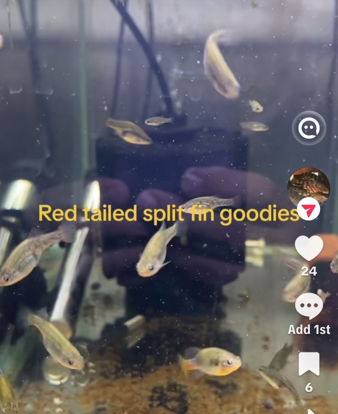 Gold Head Electric Blue Ram