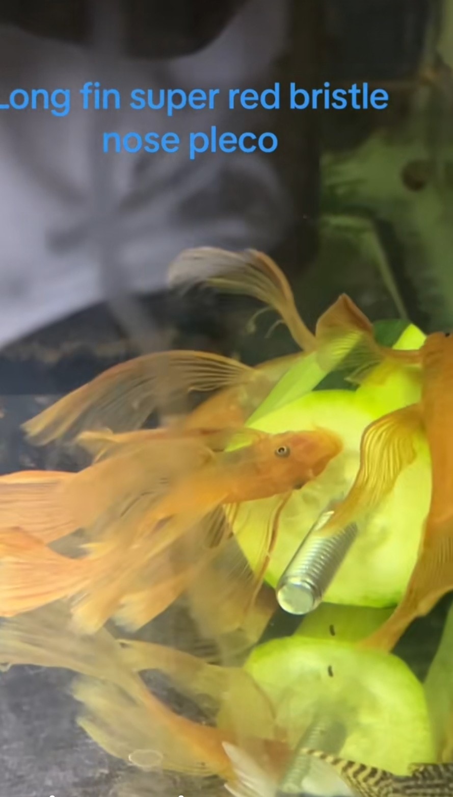 German Blue Ram