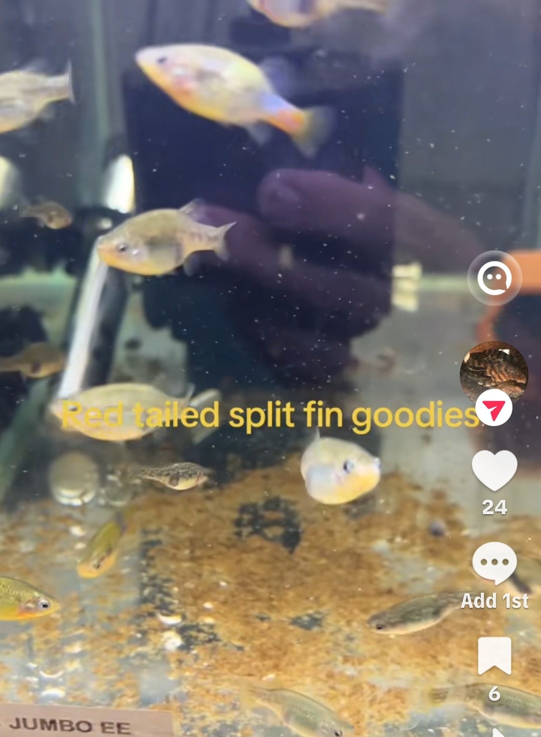 Pleco — New Arrival
