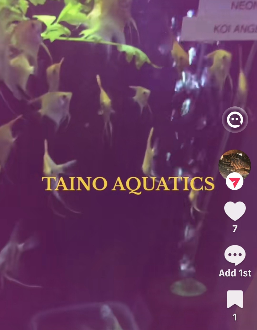 Pleco — New Arrival