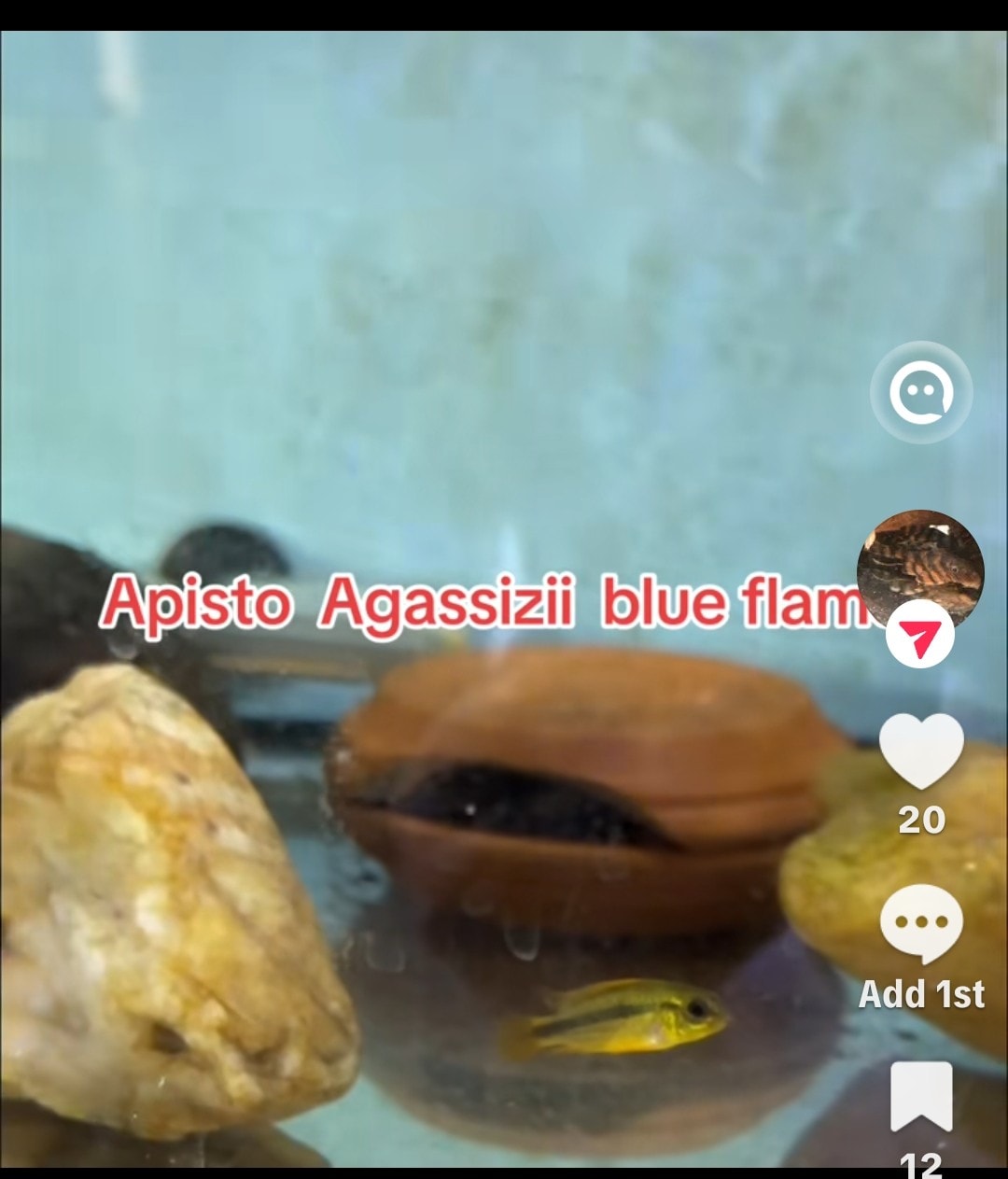 Glo Danios
