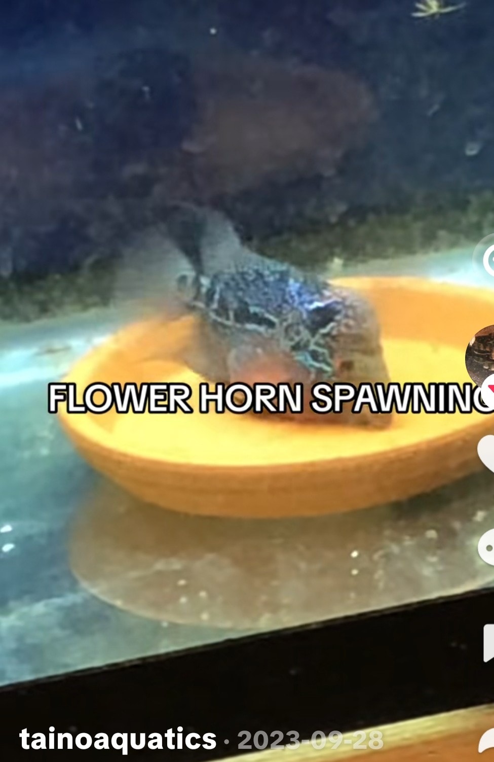 Zebra Pleco (L046)